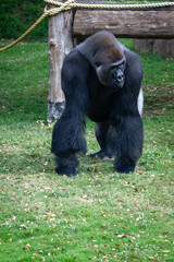 Close up of a silver back gorilla walking