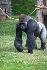 Close up of a silver back gorilla walking