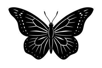 butterfly on white background