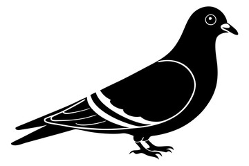 pigeon isolated on white