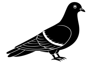 pigeon isolated on white