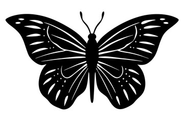 butterfly illustration