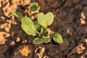 Plantule de radis (Raphanus sativus).