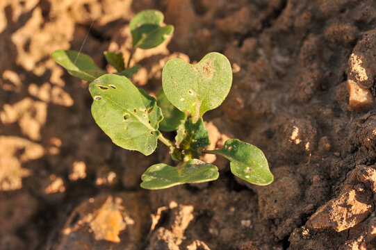 Plantule de radis (Raphanus sativus).