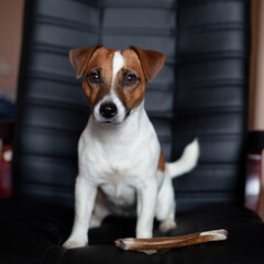jack russell terrier sitting on a chair