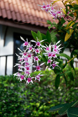 orchids in Thailand in the nature