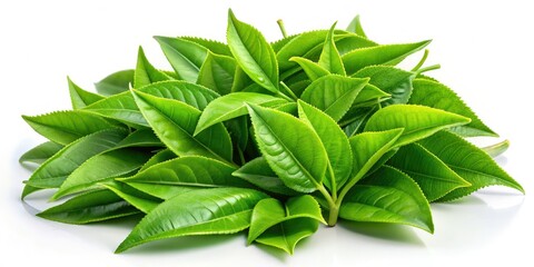 Green Tea Leaves Bunch - White Background - Copy Space