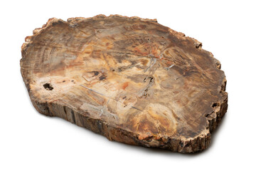 A section of ancient petrified wood, polished and impregnated with epoxy resin, is used to decorate the interior of a home or office.