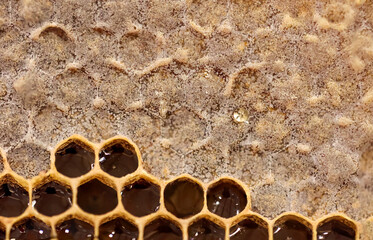Eine Bienenwabe mit zum Teil schon geschlossenen Waben.