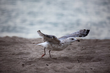 Ein Möwe mit ausgebreiteten Schwingen am Strand der Ostsee.