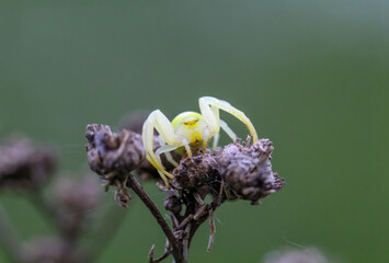 Eine gewöhnliche Krabbenspinne auf einer Pflanze.
