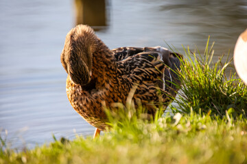 Ein STockentenweibchen an einem Teich.