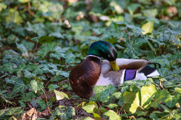 Ein Stockenten Männchen an einem Teich.