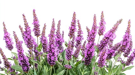 Obraz premium Lavender flowers border, isolated on white, nature background, for design.