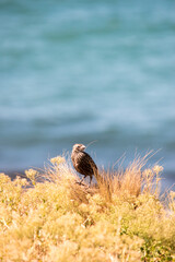 portrait of the bird Leistes loyca in Argentine Patagonia