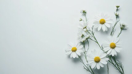 Obraz premium Daisies arranged on white background, floral design, nature, flat lay.