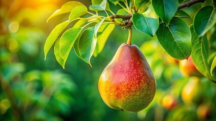 Ripe Pear Hanging on Branch with Lush Green Leaves - Summer Fruit Harvest Stock Photo
