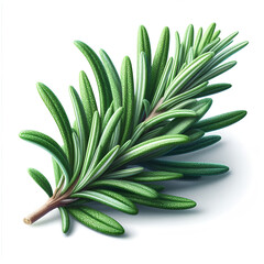 Fototapeta premium Rosemary isolated on white background