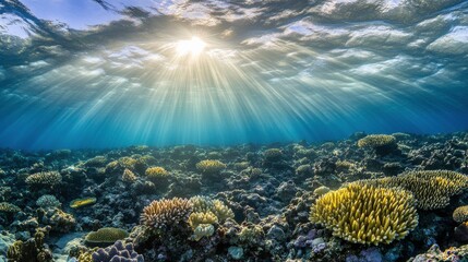 Naklejka premium Serene Coral Reef Under Soft Light