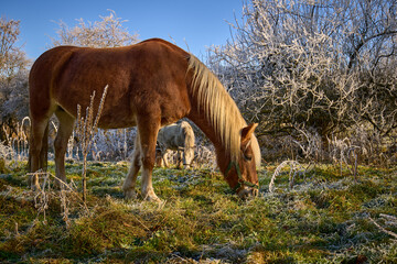 Ein Pferd grast bei Frost auf einer winterlichen Almwiese