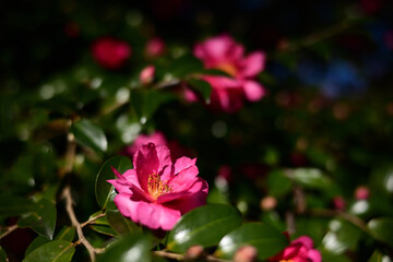 Fototapeta premium 冬の花 サザンカのピンク色の花