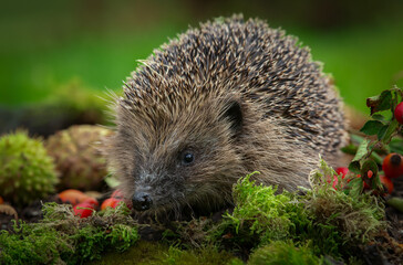 Hedgehog, Scientific name: Erinaceus europaeus, foraging in wildlife friendly garden, facing front on green moss.Taken from wildlife hide to monitor the health and population of this declining species