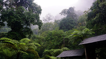 romantic and beautiful rain in the tropical mountain forest. relaxing atmosphere