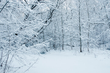 Winter landscape with snowy trees in winter forest