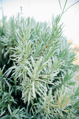 Close-up of lavender leaves. Production of essential oil.