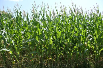 Obraz premium A vibrant image of fresh young corn plants in a lush green field, reaching towards a clear blue sky, symbolizing growth, nature, and a sunny summer day.