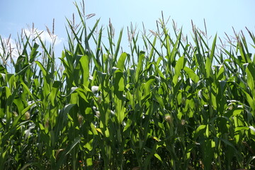 A vibrant image of fresh young corn plants in a lush green field, reaching towards a clear blue sky, symbolizing growth, nature, and a sunny summer day.