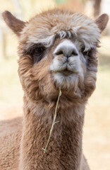 Fototapeta premium A single alpaca closeup portrait 