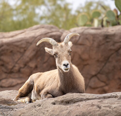 Horned Mountain goat rest in the Sonoran desert in Arizona 