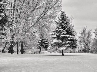 A winter landscape in black and white.
