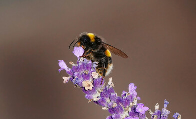 A buff-tailed bumblebee feeding on lavender in a garden against a plain brown background. 