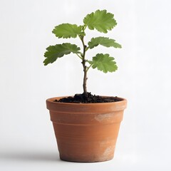 Young Plant Sprout in Terracotta Pot: Rustic, Simple Elegance