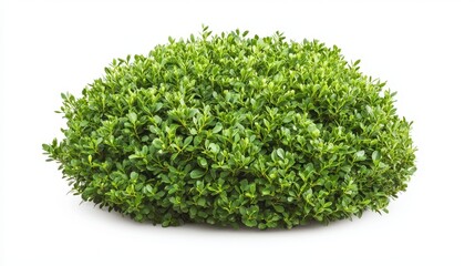 Obraz premium Compact boxwood shrub with a geometric shape, isolated on a white background, showcasing its ideal use in structured landscaping for formal gardens.