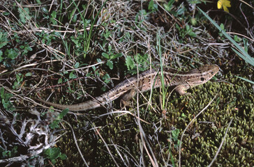 Lacerta agilis or  sand lizard