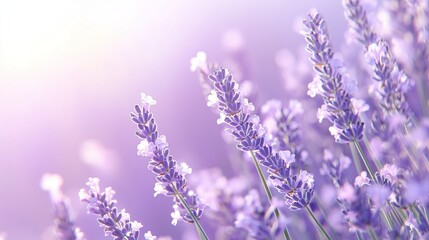 Obraz premium Lavender field in bloom with soft pastel hues and gentle sunlight