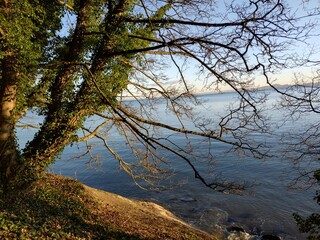 Fototapeta premium tree on the lake