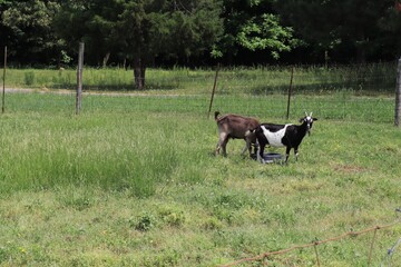 black and white cows