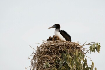 Nazca Booby on Nest