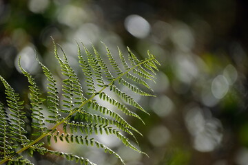 Blatt eines Farns mit Bokeh im Hintergrund
