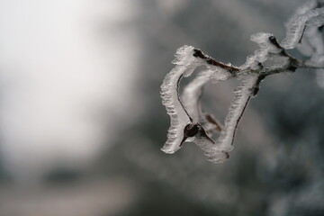 Gefrorene Äste im Winter
