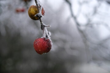 Äpfel am Baum hängend im Winter 