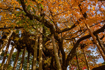 Yellow leaves on Ginko Tree