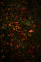Fall Leaves on Moss