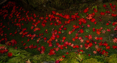 Red Leaves on Moss