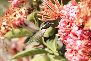 El colibrí de Costa o colibrí cabeza violeta