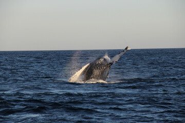 Ballena jorobada megaptera novaeangliae 